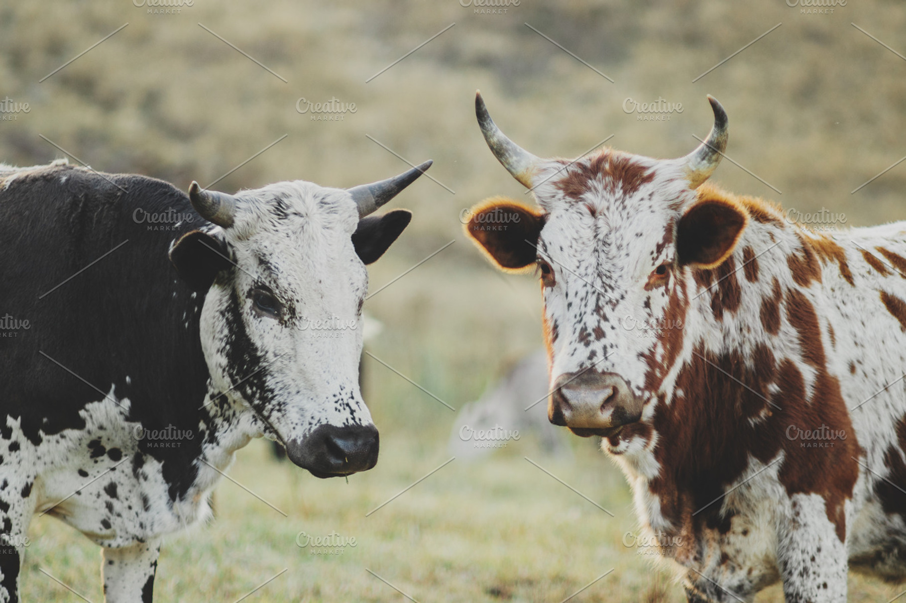 Nguni cows standing in a field, an Animal Photo by René Jordaan Photography