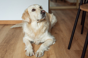 Loyal golden retriever relaxing indoors on a home floor, an Animal Photo by Olena Rudo