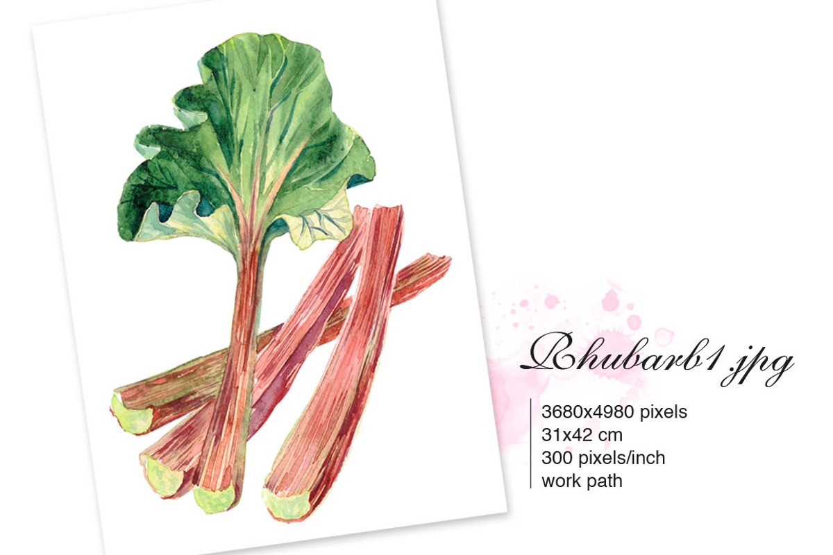 RHUBARB. Set of 4 watercolors., a Graphic by Marina.Markizova (Photo 5 of 5)