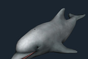 3DRT - Sealife - Dolphin, an Animal 3D Model by 3DRT.com (Thumbnail 1 of 3)