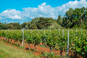 vines with red soil and trees on Ile Saint-Honorat, a Photo by Nito