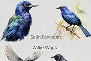 Australian Native Birds Clipart, an Animal Illustration by Pawcasso's Portraits (Thumbnail 5 of 7)