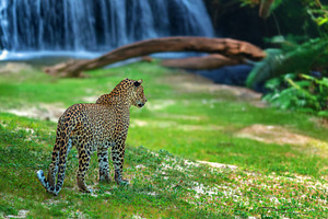 Leopard stand calmly near a waterfall in a lush green environmen, an Animal Photo by Byrdyak
