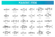 Saltwater Fish Set, an Outline Icon by Tettygreen (Thumbnail 1 of 2)
