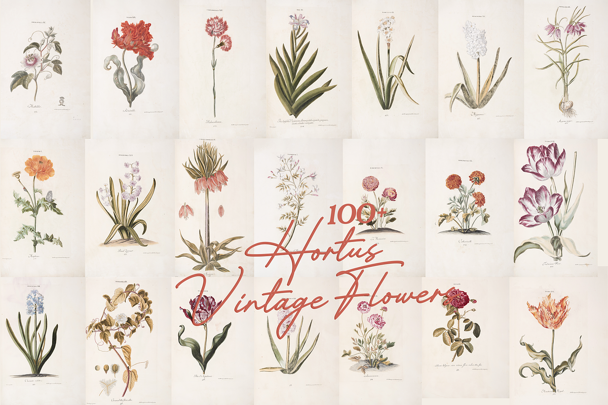 Hortus Vintage Flowers Prints, a Decorative Illustration by Digital Museum (Photo 7 of 9)