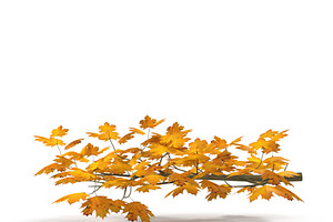 Maple Branch Yellow V2