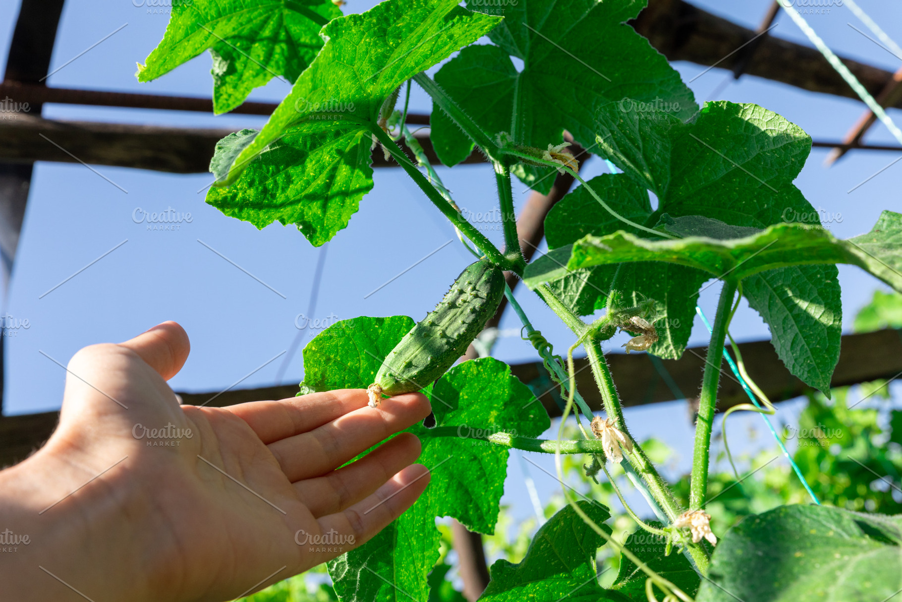 Hand Touching Cucumber Plant, a Nature Photo by Ales Munt