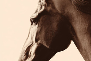 Elegant horse profile in sepia tones, an Animal Photo by AlyaAnd