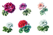 Watercolor geranium Clipart, an Illustration by Designworld (Thumbnail 5 of 5)