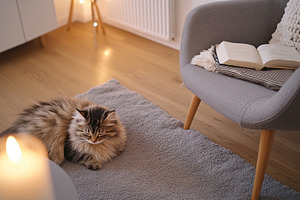 Kitten in cozy modern living room with candles and books, perfec, a Photo by Dvoevnore photos