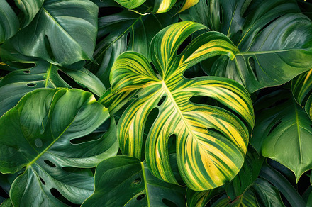 Variegated Monstera Majesty: A Tapestry of Nature's Art - Generative AI, a Photo by José Manuel Gelpi