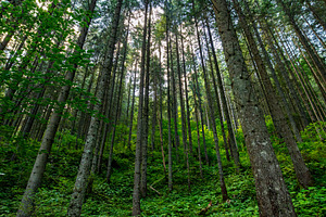 Summer forest, a Nature Photo by Byrdyak