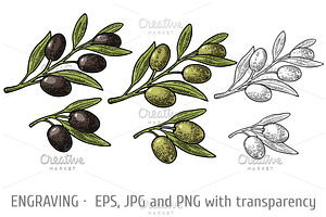Olives on branch with leaves, a Food Illustration by MoreVector