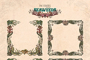 Seaweeds, an Object Illustration by Ink Stories (Thumbnail 10 of 24)