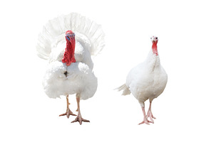 he and she turkey isolated on white, an Animal Photo by Pakosta