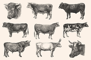 Cattle - Vintage Illustration Set