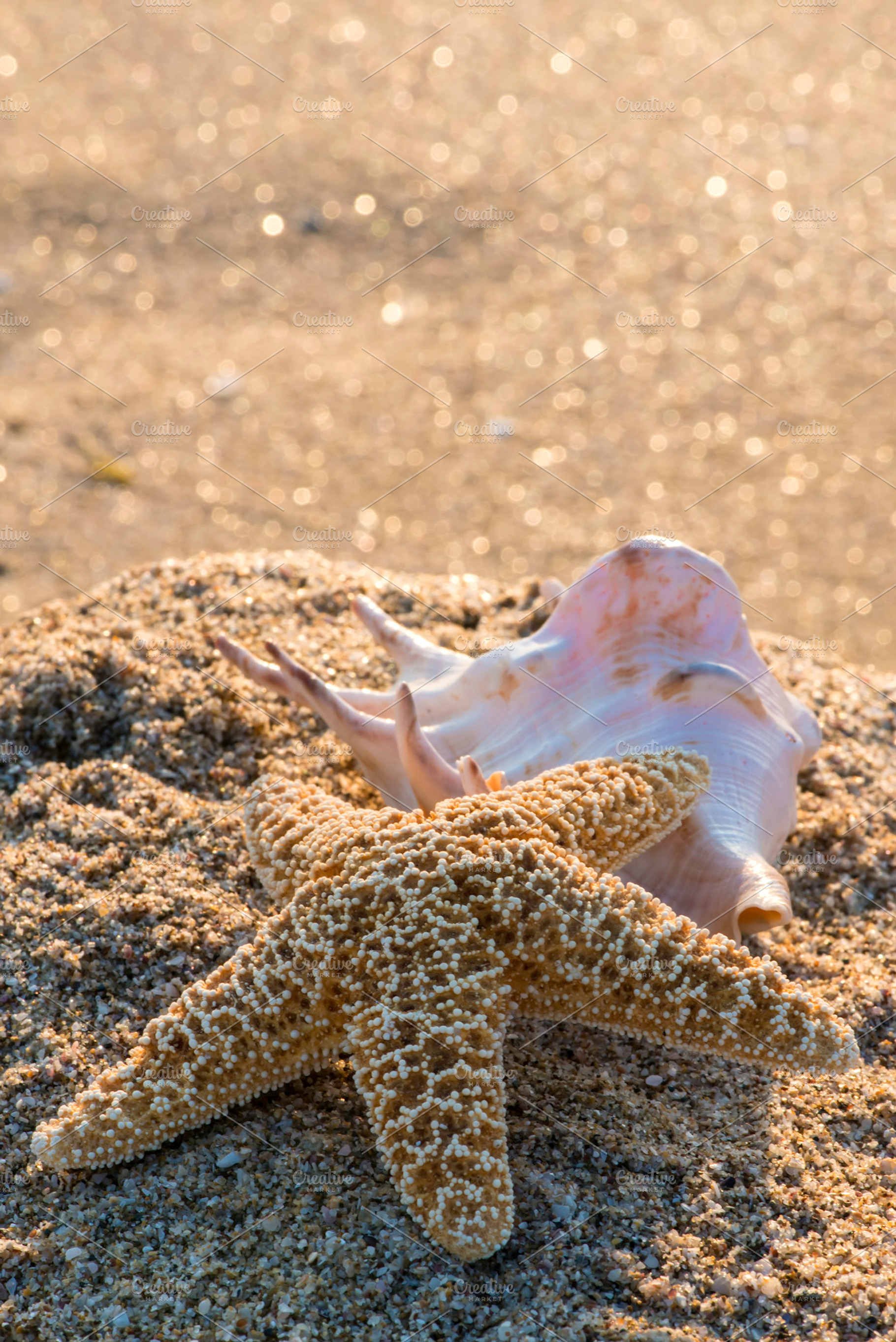Shells on the beach featuring beach, shell, and sea, a Nature Photo by ...