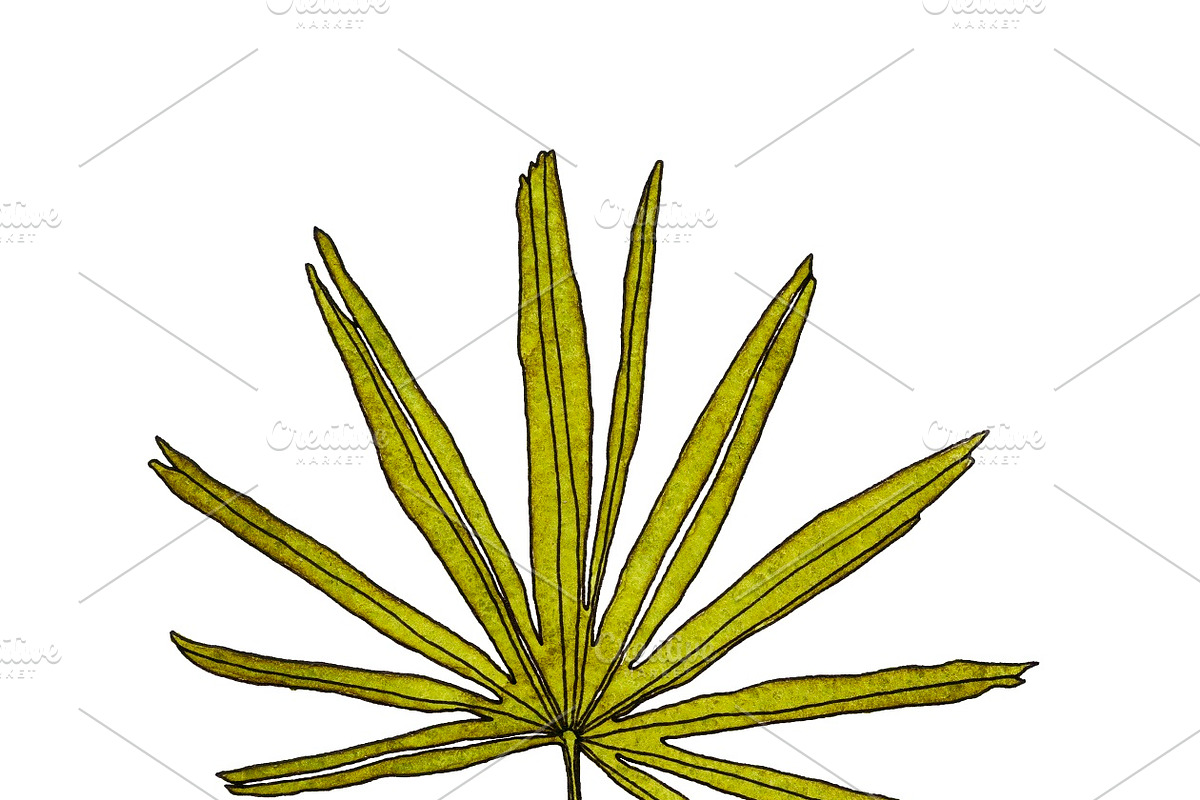 Watercolor palm leaves clipart, an Illustration by Watercolor_Vector Graphic (Photo 9 of 15)