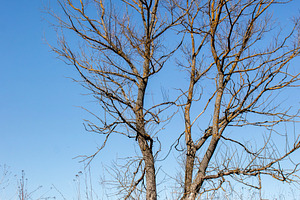 Tree standing on slight slope covere, a Nature Photo by Schreibikus