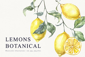 Lemons Botanical Illustrations, a Food Illustration by Tilling