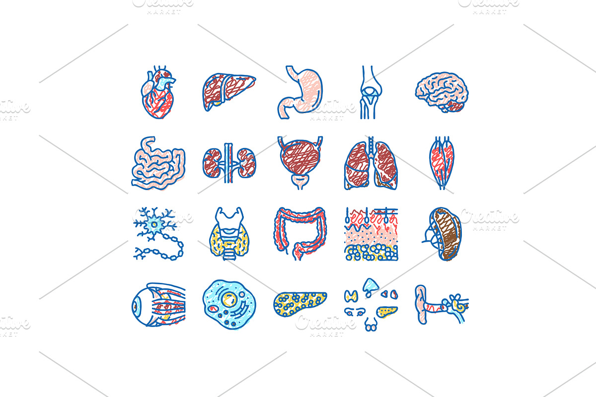 Human Internal Organ Anatomy Icons, an Object Illustration by pikepicture