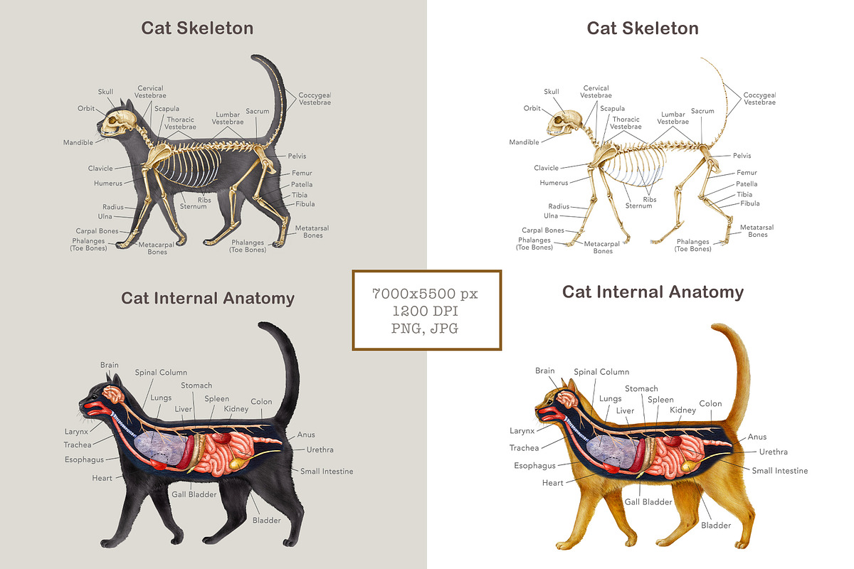 Animal Anatomy Study Pack, an Education Illustration by AnitaPol (Photo 11 of 20)