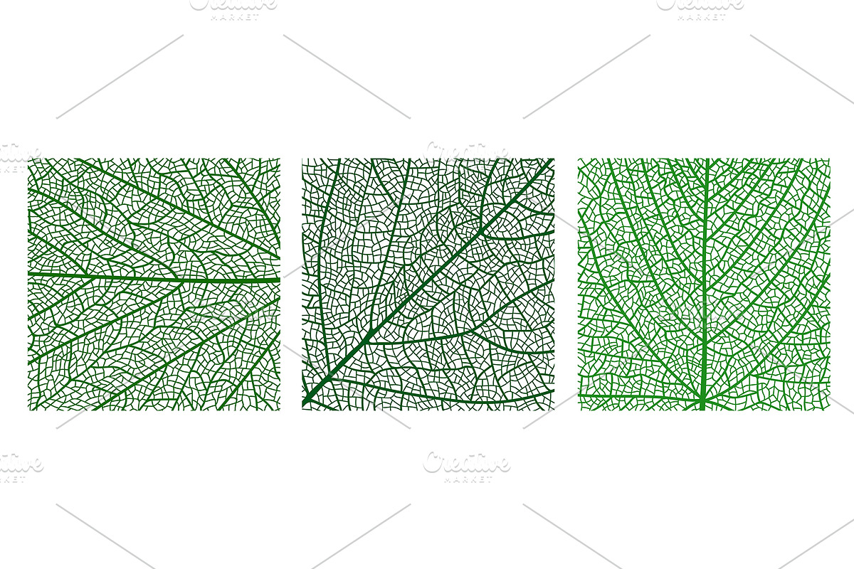 Tree leaf veins vector textures, a Texture Illustration by Vector Tradition (Photo 3 of 3)