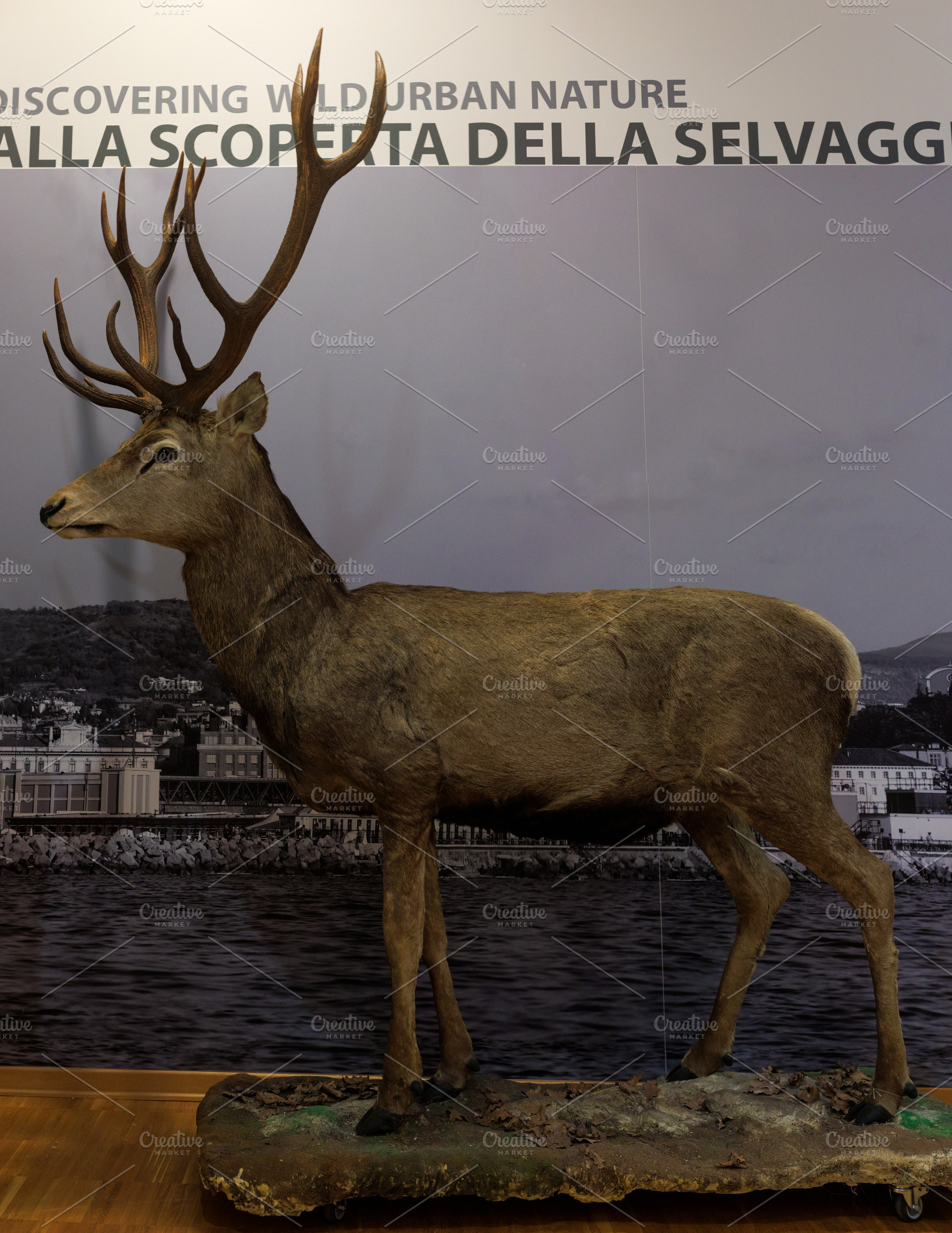 Deer taxidermy, Civic Museum of Natural History of Trieste, a Photo by Bepslabor