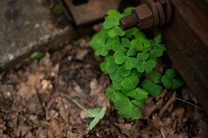 Close-up of vibrant green clover leaves near a rusted metal bolt, a Photo by AS photostudio