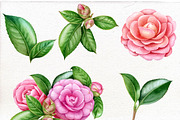 Camellia. Watercolor clipart PNG., an Illustration by Mary (Thumbnail 2 of 3)