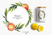 CITRUS FRUITS, an Illustration by Elena_Sedova (Thumbnail 3 of 8)