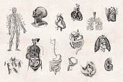 Anatomy Engravings Set, an Object Graphic by Graphic Goods (Thumbnail 4 of 7)
