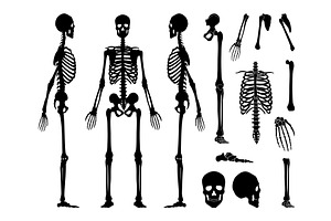 Human bones skeleton, a Healthcare Illustration by Things for designers
