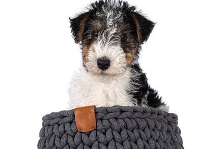 Fox Terrier pup on white background, an Animal Photo by Cat'chy Images by Nynke