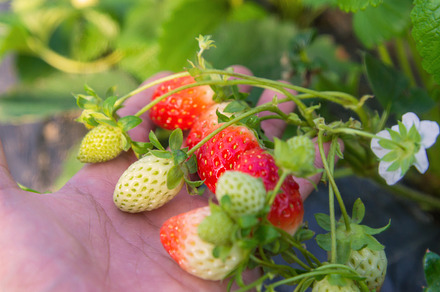 Strawberry on hand growing containing farm, succulent, and strawberry, a Nature Photo by Casanowe-studio