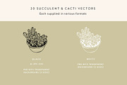 Succulents Vector Illustrations, a Decorative Illustration by Emma Webb Studio (Thumbnail 3 of 6)