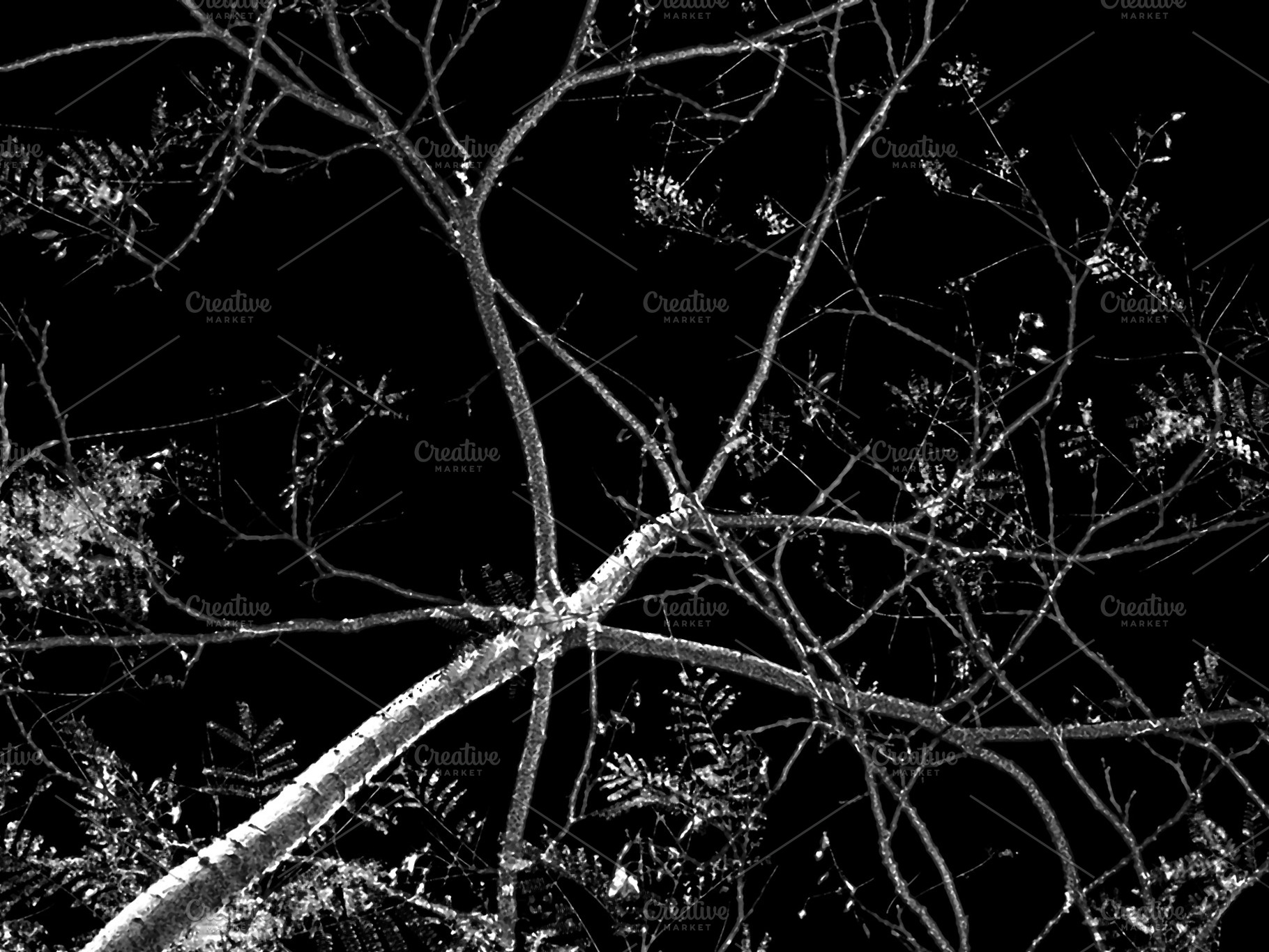 Bare tree branches against black background, a Nature Photo by DanFLCreativo