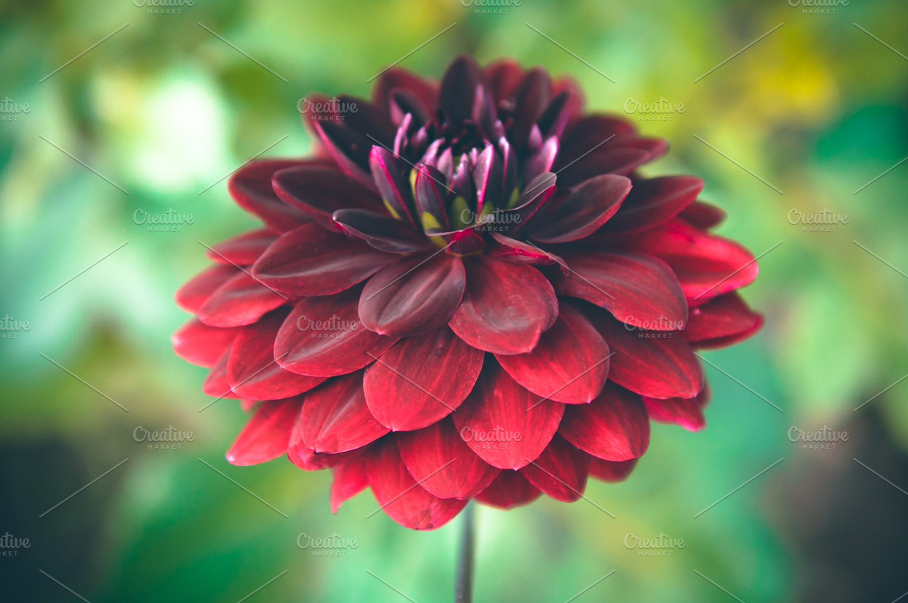 Burgundy Dahlia Flower, a Nature Photo by Kelly Van de Vliet
