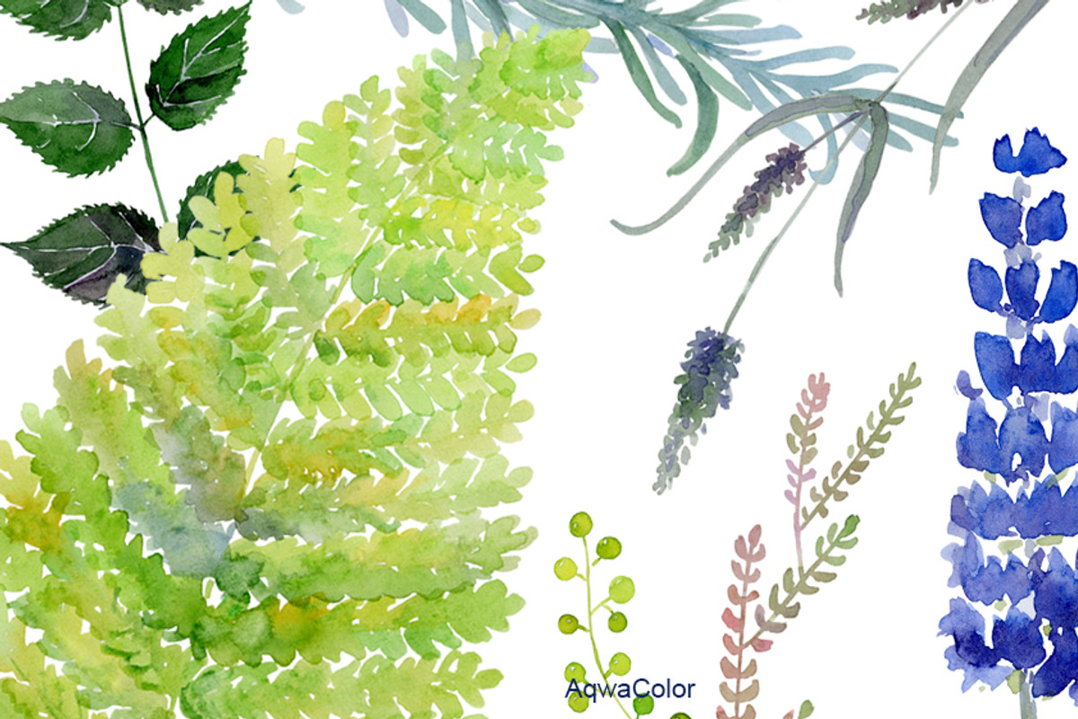 Warecolour clipart Wild herbs, a Healthcare Illustration by AqwaColor (Photo 4 of 4)