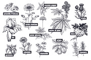 Medical plants. Big set., an Object Graphic by MarinaVorontsova (Thumbnail 3 of 11)
