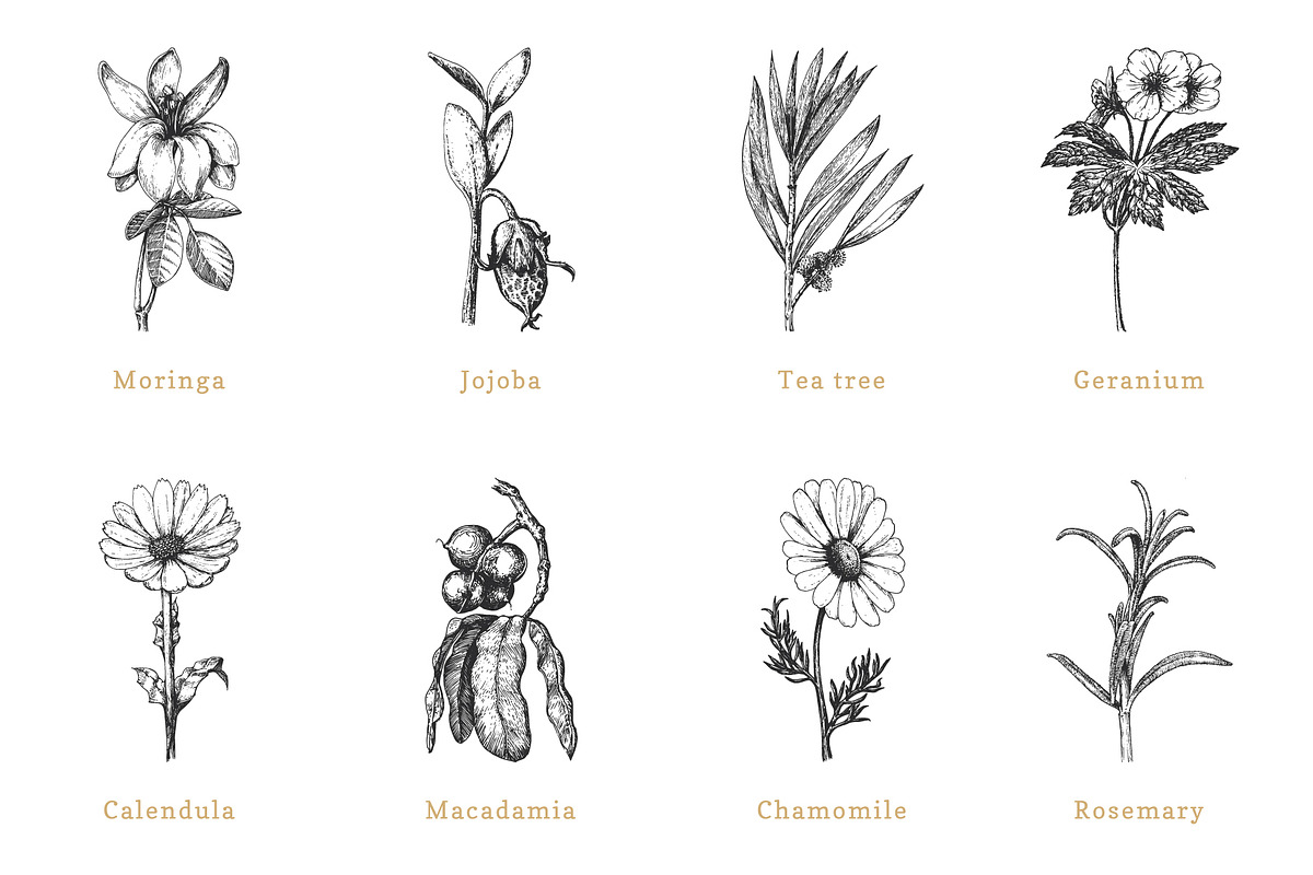 Herbs, spices, nuts & fruits. Bundle, a Food Illustration by Chewie Co (Photo 8 of 15)