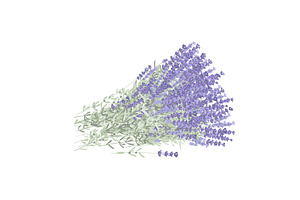 Armful of lavender flowers. Big, an Object Illustration by Toltemara