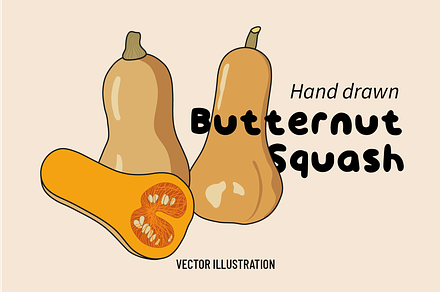 Butternut Squash vector illustration