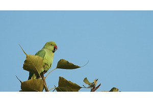 Agra, Uttar Pradesh, India. Motion, an Animal Photo by Our Amazing World