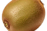 All Fruits Bundle Master Collection, a Food & Drink Photo by FlyeredTemplate (Thumbnail 111 of 130)