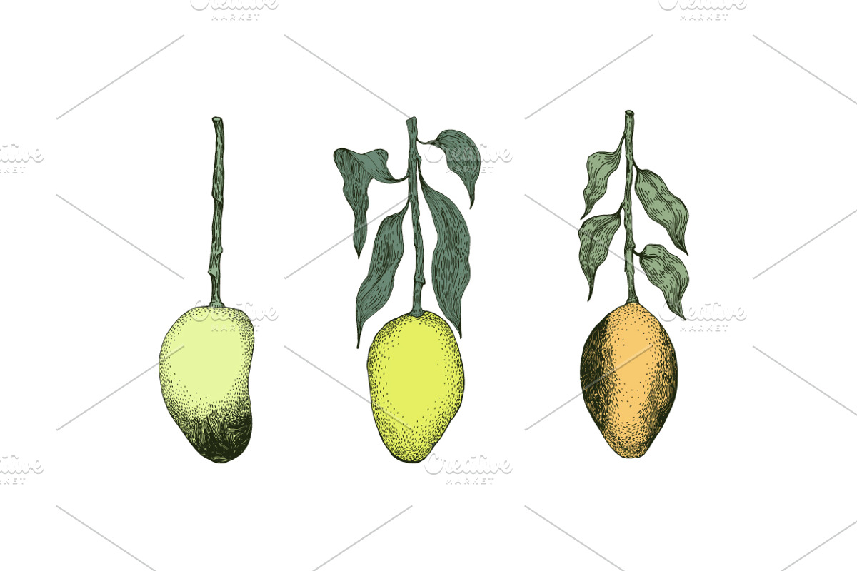 Мango Vector Collection, an Illustration by Lubov Illustrations Shop (Photo 3 of 7)