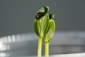 Macro shot of young green cucumber sprouts with seed shells and soil particles., a Nature Photo by Rohan Photography