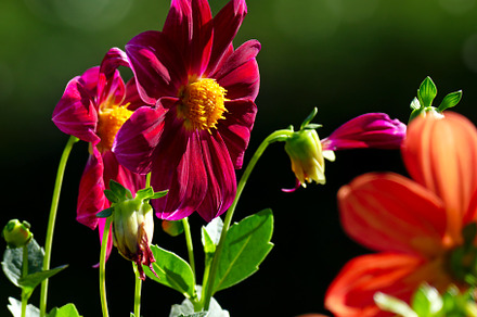 Multicolored Dahlias on the dark green background, a Nature Photo by Serg64