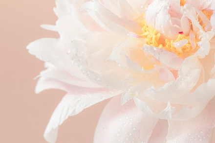 Gorgeous delicate pink peonies, tender pastel pink background, l, a Nature Photo by 5PH