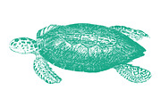 10 Vector Ocean Illustration Pack, an Illustration by Theresa Barba (Thumbnail 6 of 11)